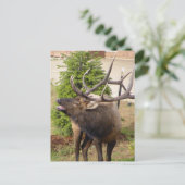 Carte Postale Bull de wapiti (Debout devant)