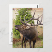 Carte Postale Bull de wapiti (Devant / Derrière)