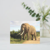 Carte postale Bull Elephant (Debout devant)