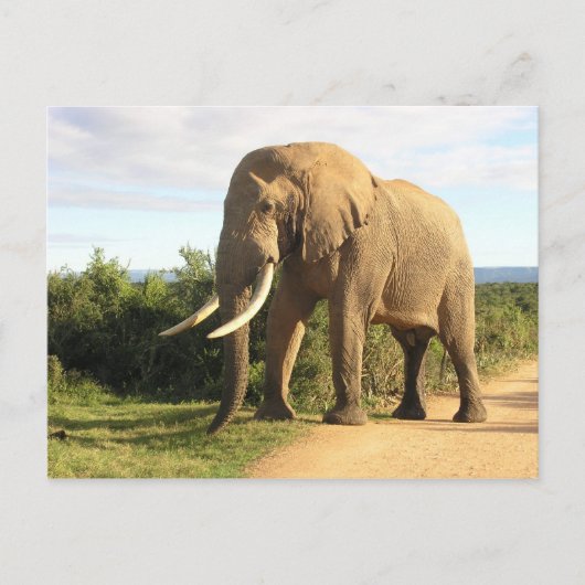 Carte postale Bull Elephant (Devant)