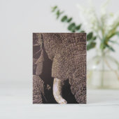 Carte Postale Bull Elephant (Debout devant)