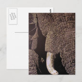 Carte Postale Bull Elephant (Devant / Derrière)