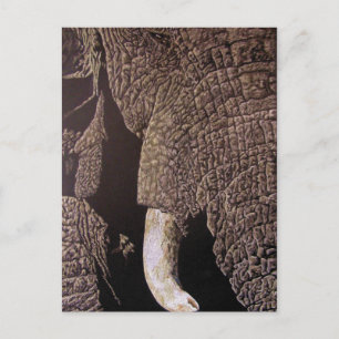 Carte Postale Bull Elephant