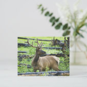 Carte Postale Bull Elk (Debout devant)