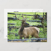 Carte Postale Bull Elk (Devant / Derrière)