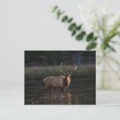 Carte Postale Bull Elk (Debout devant)