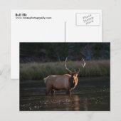 Carte Postale Bull Elk (Devant / Derrière)
