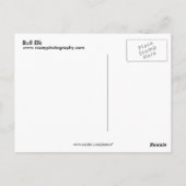 Carte Postale Bull Elk (Dos)
