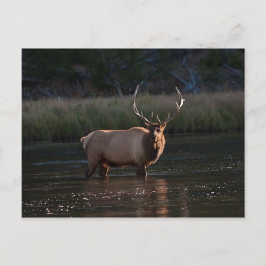 Carte Postale Bull Elk (Devant)