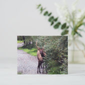 Carte postale Bull Elk (Debout devant)