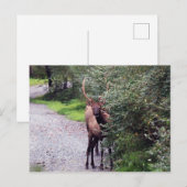 Carte postale Bull Elk (Devant / Derrière)