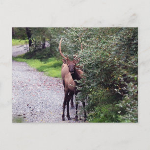 Carte postale Bull Elk