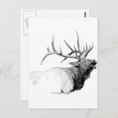 Carte Postale Bull Elk (Devant / Derrière)