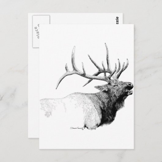 Carte Postale Bull Elk (Devant / Derrière)