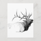Carte Postale Bull Elk (Devant)