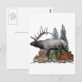 Carte Postale Bull Elk (Devant / Derrière)