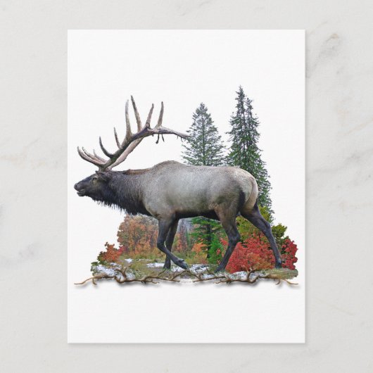Carte Postale Bull Elk (Devant)