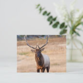 Carte Postale Bull Elk (Debout devant)