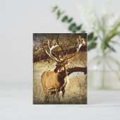 Carte Postale Bull Elk (Debout devant)