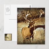 Carte Postale Bull Elk (Devant / Derrière)