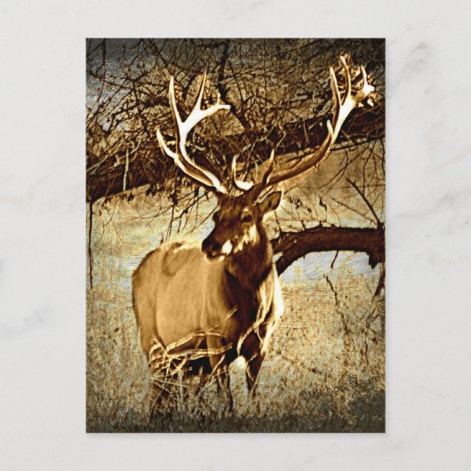 Carte Postale Bull Elk (Devant)