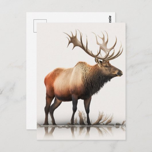 Carte Postale Bull Elk (Devant / Derrière)