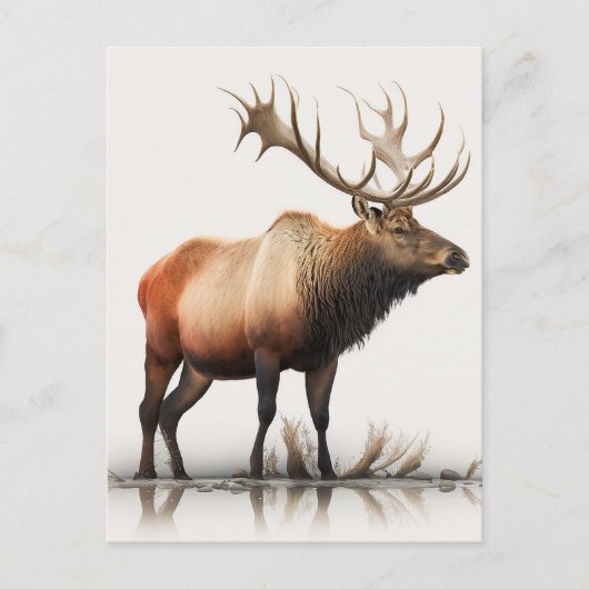 Carte Postale Bull Elk (Devant)