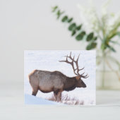 Carte Postale Bull Elk (Debout devant)