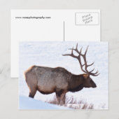 Carte Postale Bull Elk (Devant / Derrière)