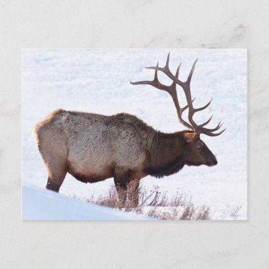 Carte Postale Bull Elk (Devant)