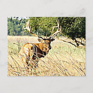 Carte Postale Bull Elk
