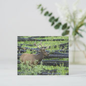 Carte Postale Bull Elk (Debout devant)