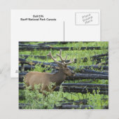 Carte Postale Bull Elk (Devant / Derrière)