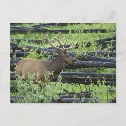 Carte Postale Bull Elk (Devant)