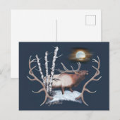 Carte Postale Bull Elk (Devant / Derrière)