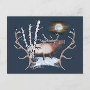 Carte Postale Bull Elk