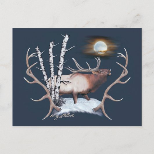 Carte Postale Bull Elk (Devant)
