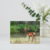 Carte Postale Bull Elk dans la chaîne nationale de bisons, Monta (Debout devant)