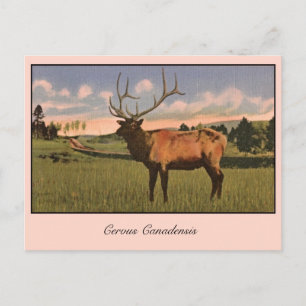 Carte Postale Bull Elk dans le parc de Yellowstone