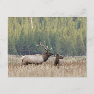 Carte Postale Bull Elk dans le pré   Parc national de Yellowston