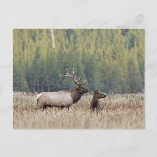 Carte Postale Bull Elk dans le pré | Parc national de Yellowston (Devant)