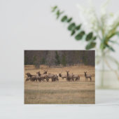 Carte Postale Bull Elk et son Harem dans la nature (Debout devant)