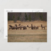 Carte Postale Bull Elk et son Harem dans la nature (Devant / Derrière)