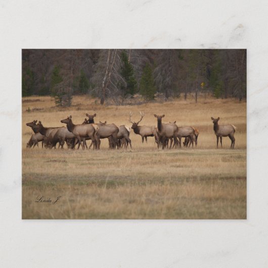 Carte Postale Bull Elk et son Harem dans la nature (Devant)