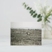 Carte postale Bull Elk P2800 (Debout devant)