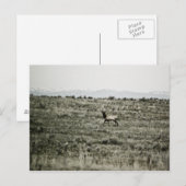 Carte postale Bull Elk P2800 (Devant / Derrière)