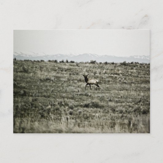 Carte postale Bull Elk P2800 (Devant)