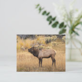 Carte Postale Bull Elk | Parc national de Yellowstone (Debout devant)