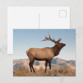 Carte Postale Bull Elk près de Mammoth | Wyoming (Devant / Derrière)