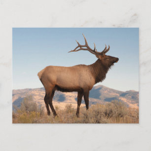 Carte Postale Bull Elk près de Mammoth   Wyoming